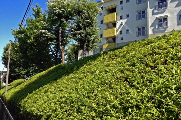 植込みの剪定