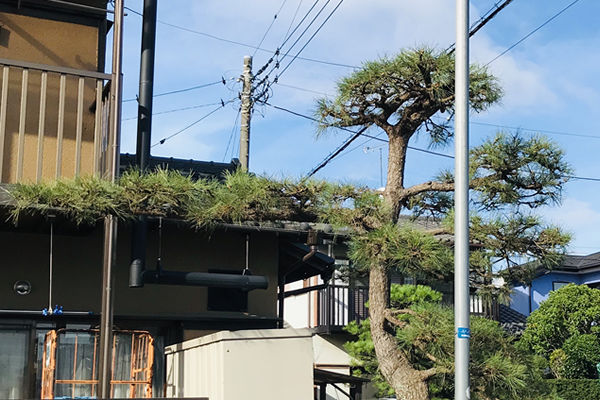 続きを読む: 庭のマツの剪定