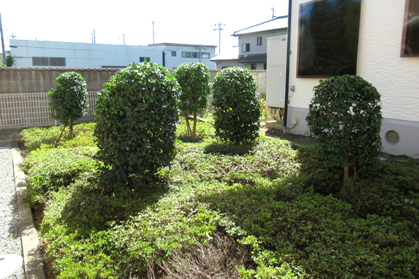 アパートお庭の剪定後